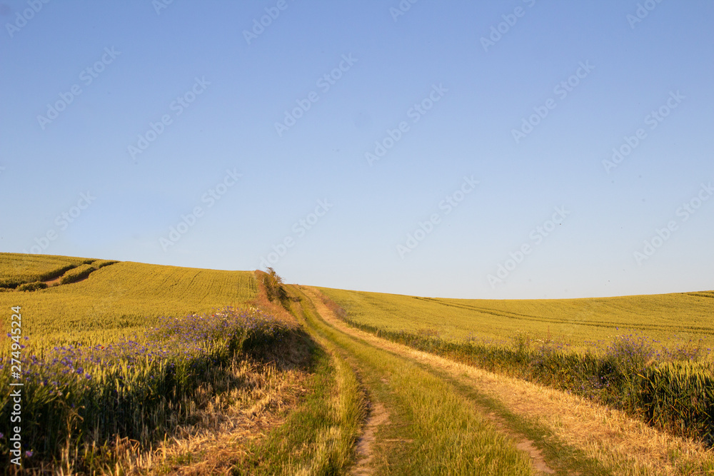 Obraz premium Feldweg