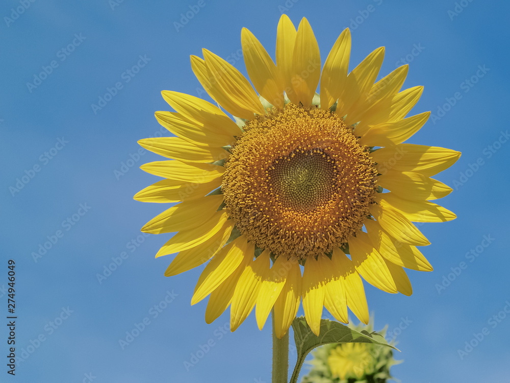 Beautiful sunflower yellow flower blossom with blue sky background. Beautiful sunflower yellow flower blossom with blue sky background.