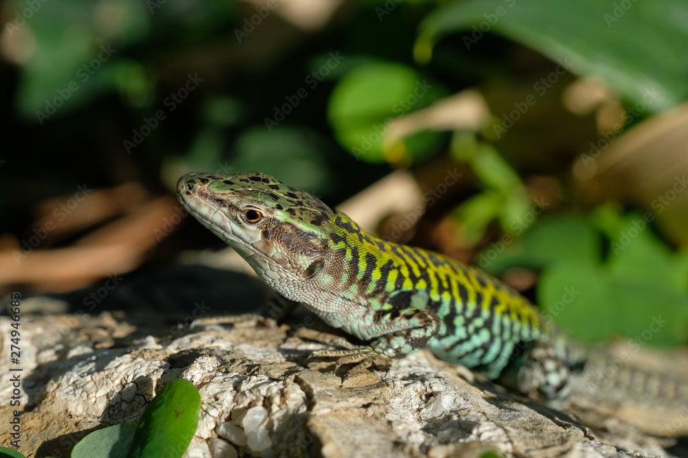 Italian lizard close up on a rock in the wild,blur background 