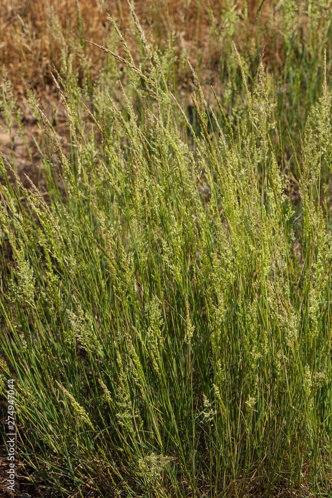 Carex arenaria Cyperaceae plant in summer meadow