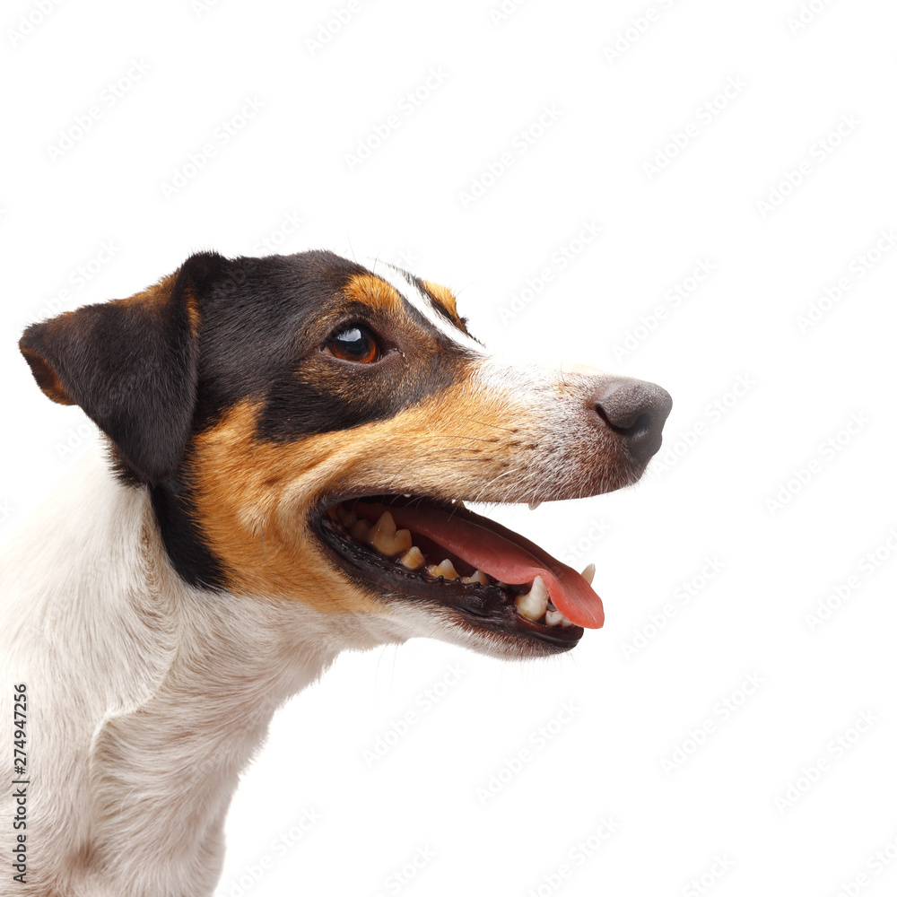 Closeup of jack russel terrier with open mouth on white background Closeup of jack russel terrier with open mouth on white background