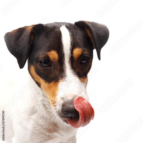 Closeup of jack russel terrier with open mouth on white background © Max