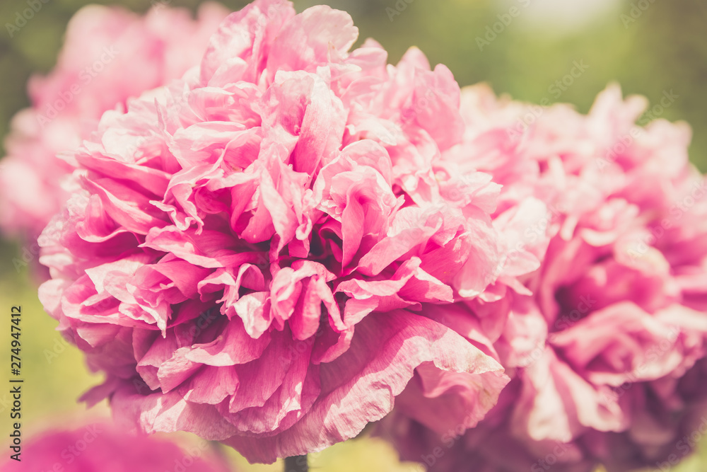 Close up on a cluster of pink summer flowers Close up on a cluster of pink summer flowers