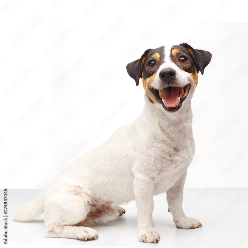 Jack Russell Terrier, one years old, sitting in sideways of white background
