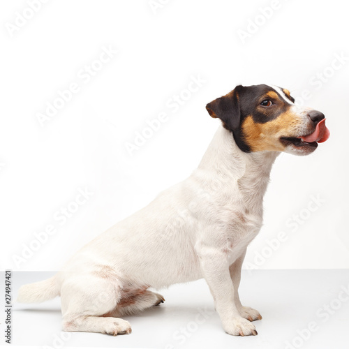 Jack Russell Terrier, one years old, sitting in sideways of white background