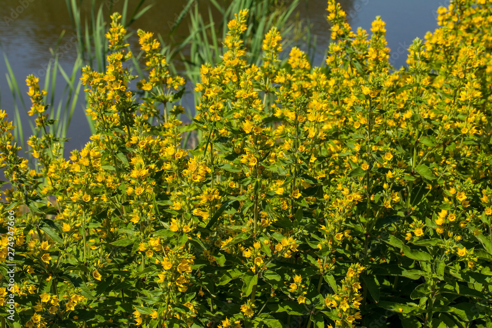 Fototapeta premium Lysimachia is a genus consisting of 193 accepted species of flowering plants traditionally classified in the family Primulaceae.