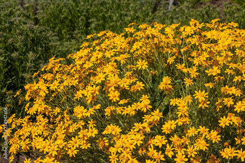 Eriophyllum lanatum blossom in summer garden