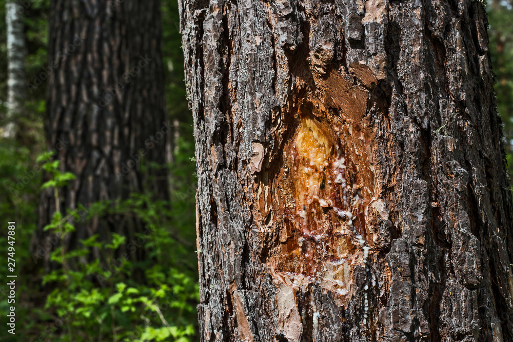 Fototapeta premium bark of a tree