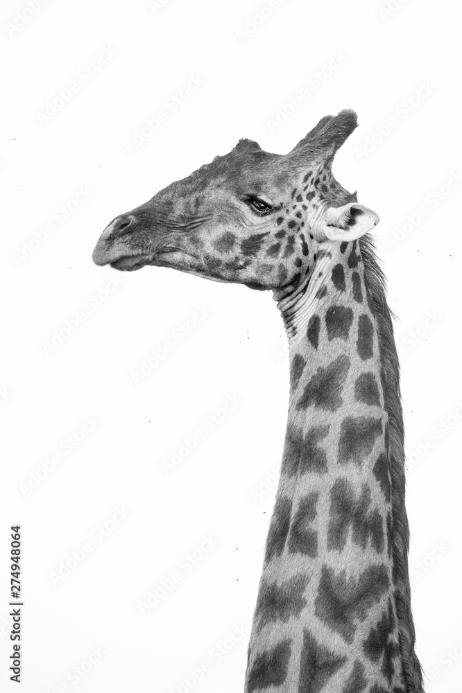 Naklejka premium giraffe isolated on white background