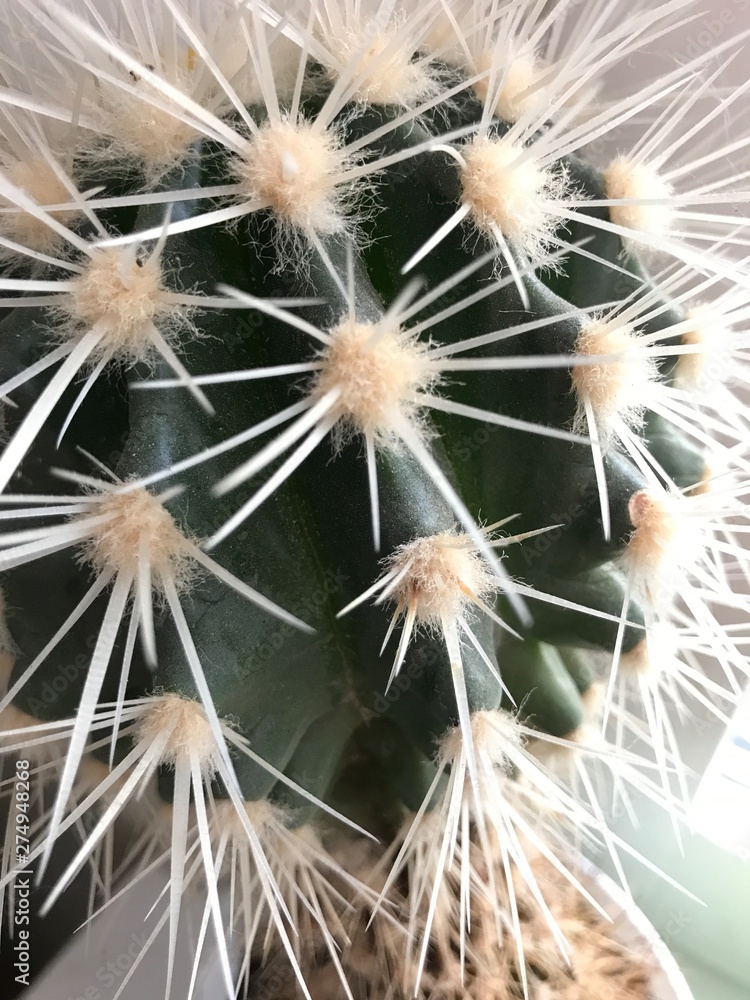 Fototapeta premium closeup of cactus