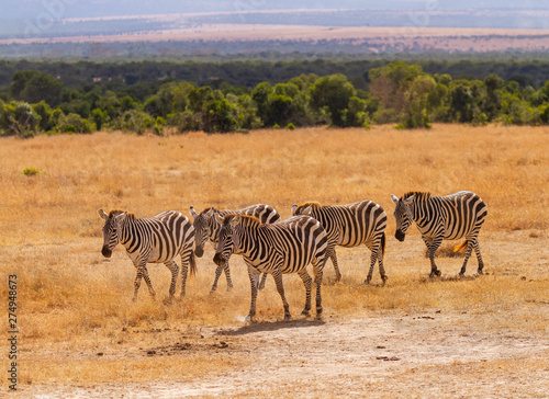 Herd five 5 plains zebra Equus quagga walking golden grass plains hills in distant landscape Masai Mara National Reserve Kenya East Africa