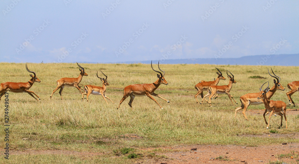 Action group impala Aepyceros melampus racing with hooves in air green savannah grass plains with blue sky and distant hills Masai Mara National Reserve Kenya East Africa Action group impala Aepyceros melampus racing with hooves in air green savannah grass plains with blue sky and distant hills Masai Mara National Reserve Kenya East Africa