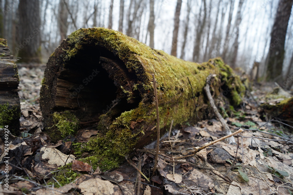 Obraz premium moss on rocks