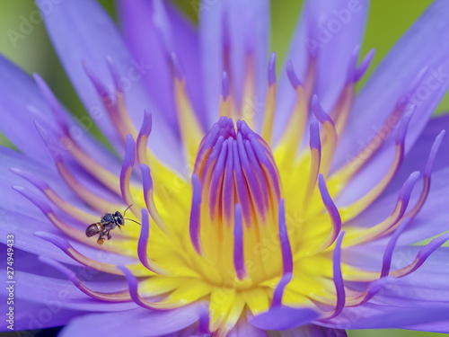 a little stingless bee flying to nectar of  Water Lily (Nymphaeaceae) 