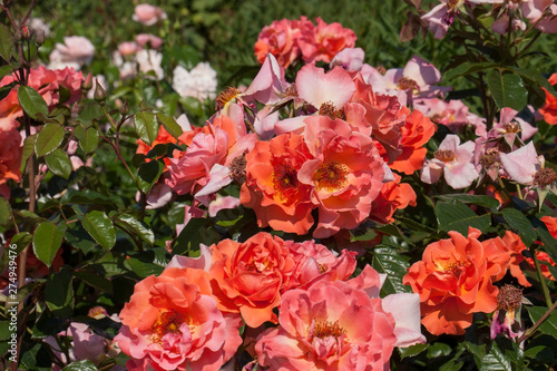 Beautiful roses in a summer garden