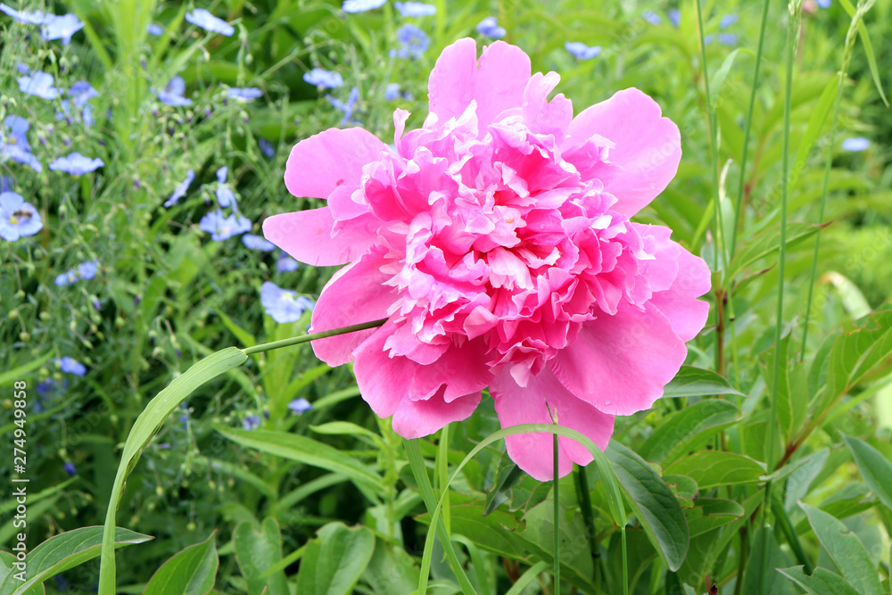 pink big flower on green background pink big flower on green background
