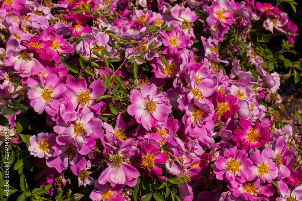 Beautiful Rosa hybrid Beautiful Rosa hybrid