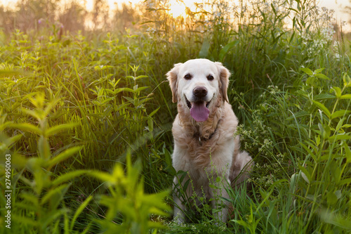 Happy smiling golden retriever puppy dog in green grass meadow in sunny summer morning. Pets care and happiness concept. Copy space background.