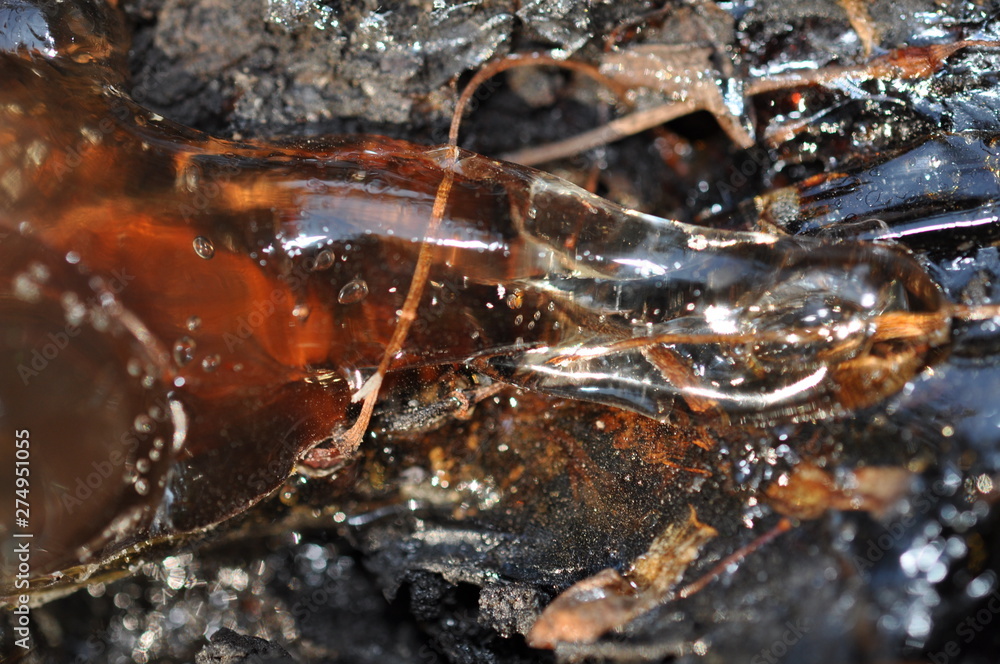 Gum, glue, hardened resin, sap from the bark on the trunk of a tree. In the resin, dry leaves and branches. Natural abstraction. Gum, glue, hardened resin, sap from the bark on the trunk of a tree. In the resin, dry leaves and branches. Natural abstraction.