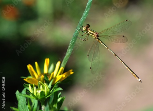 Fényképezés A green dragonfly (Odonáta) with a bronze sheen clings to the stem of a plant with a yellow flower