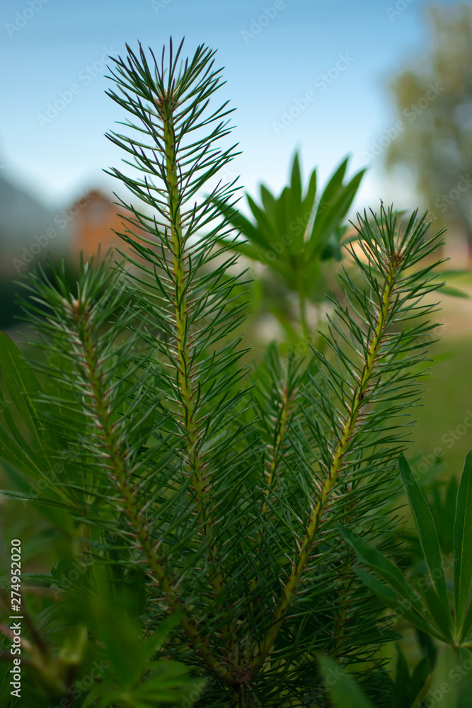 Young pine protected by adult lupine Young pine protected by adult lupine