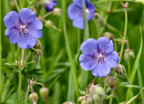 A beautiful wildflower grows in a meadow.