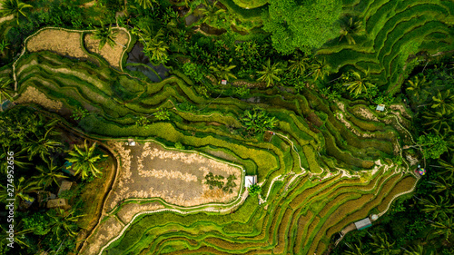 Amazing Landscape Above Rice Terraces photo