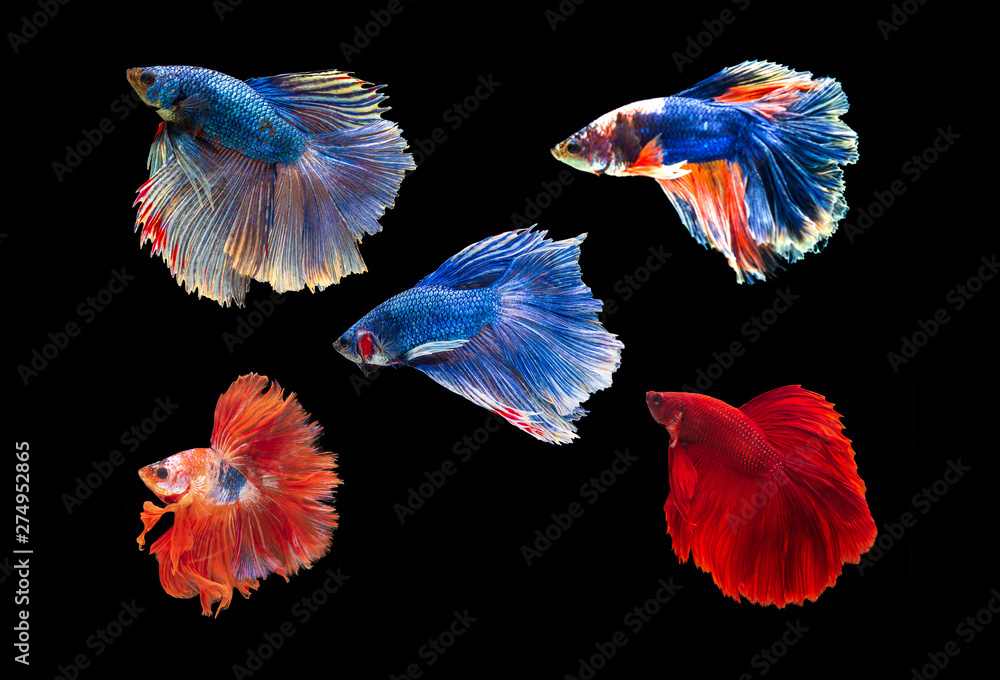 siamese betta fighting with beautiful colors on  black background