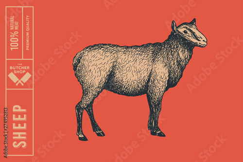Retro graphic hand-drawn sheep on a red background. Engraving with farm animal for menu restaurants, for packaging in markets and shops. Vector vintage illustrations.