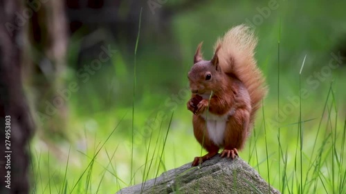 Red Squirrel, Sciurus vulgaris, close up character portrait amongst birch branches on a sunny day within Scotland during June.
