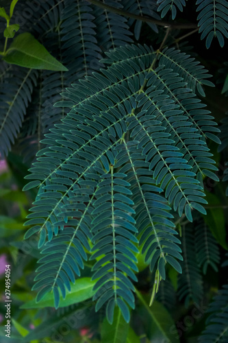 Fototapeta Naklejka Na Ścianę i Meble -  beautiful leaf lives in Egypt