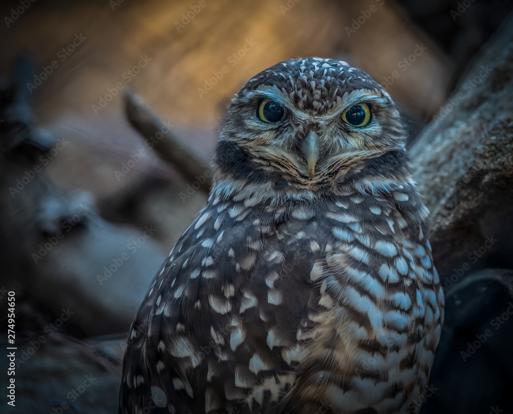 Owl Owl