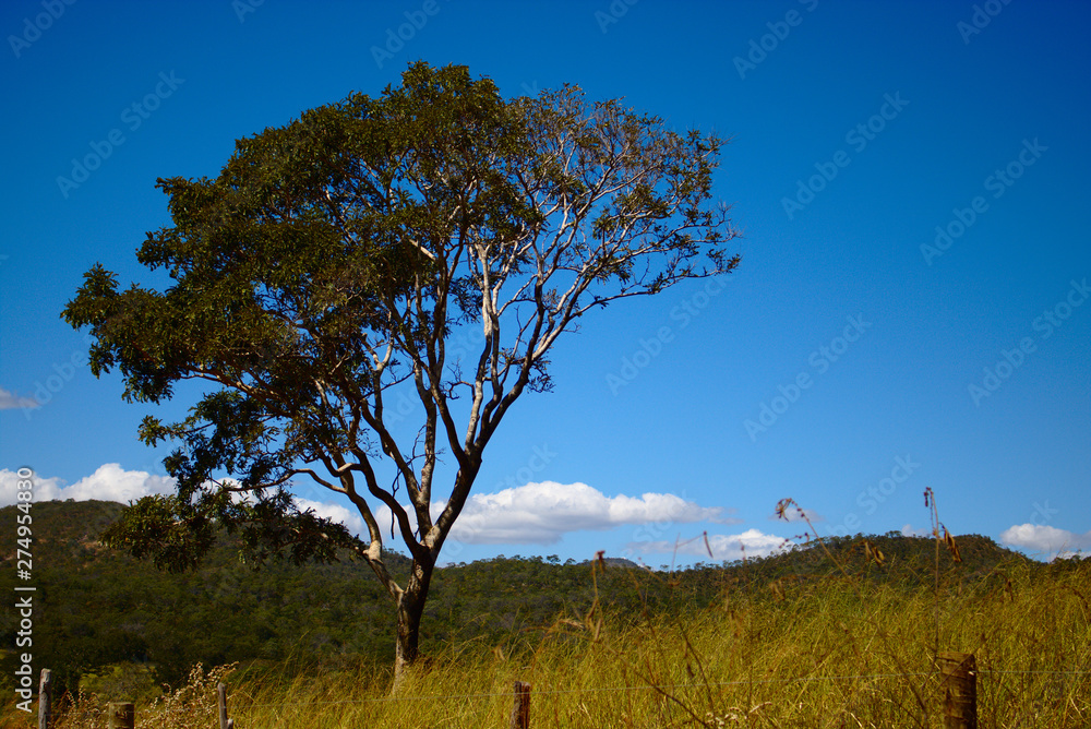 Tree on the Cerrado