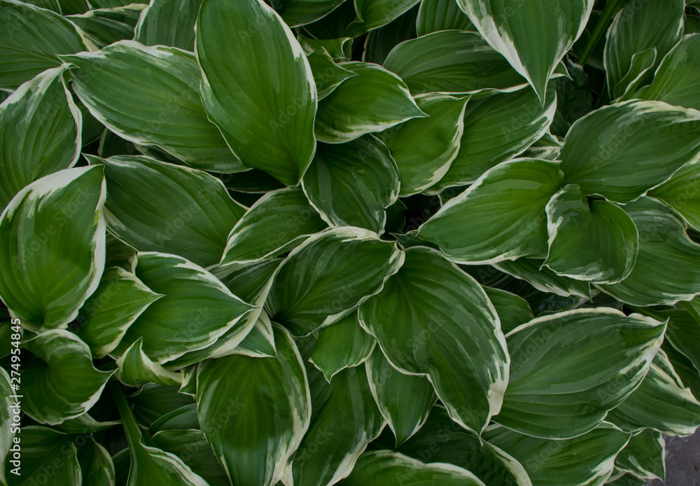 green leaves background green leaves background