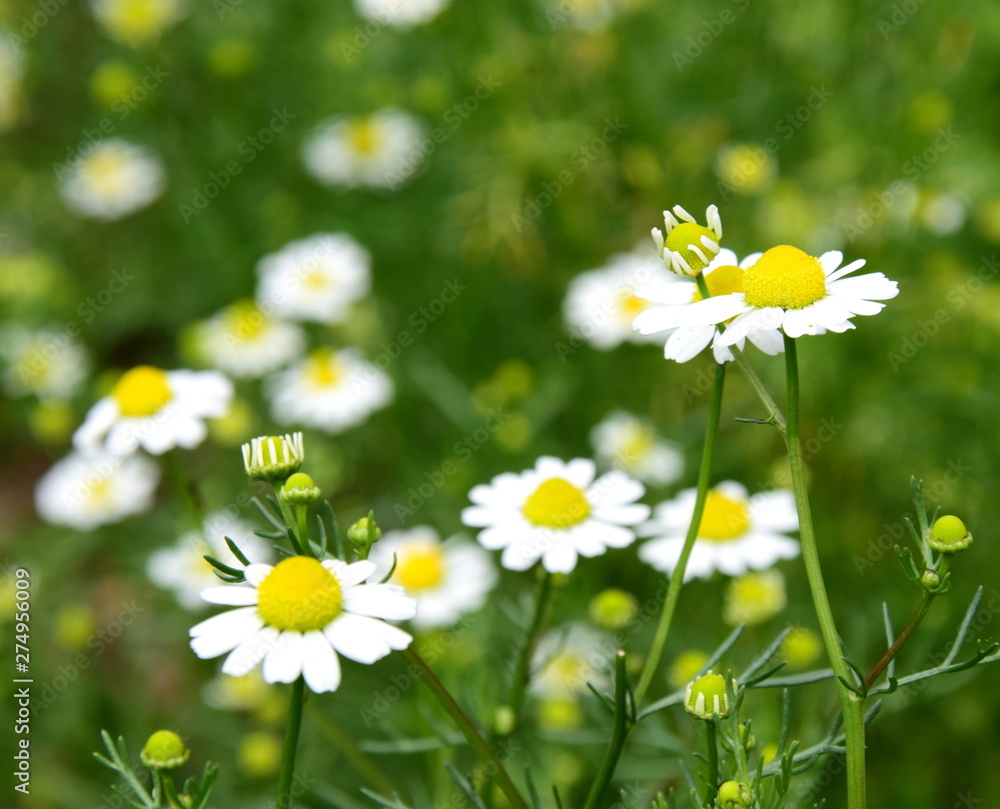 Kamillenblüten - echte Kamille - Heilpflanze Kamillenblüten - echte Kamille - Heilpflanze
