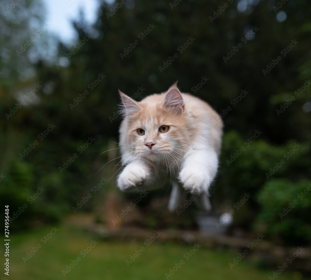 front view of beige white maine coon cat jumping in garden looking