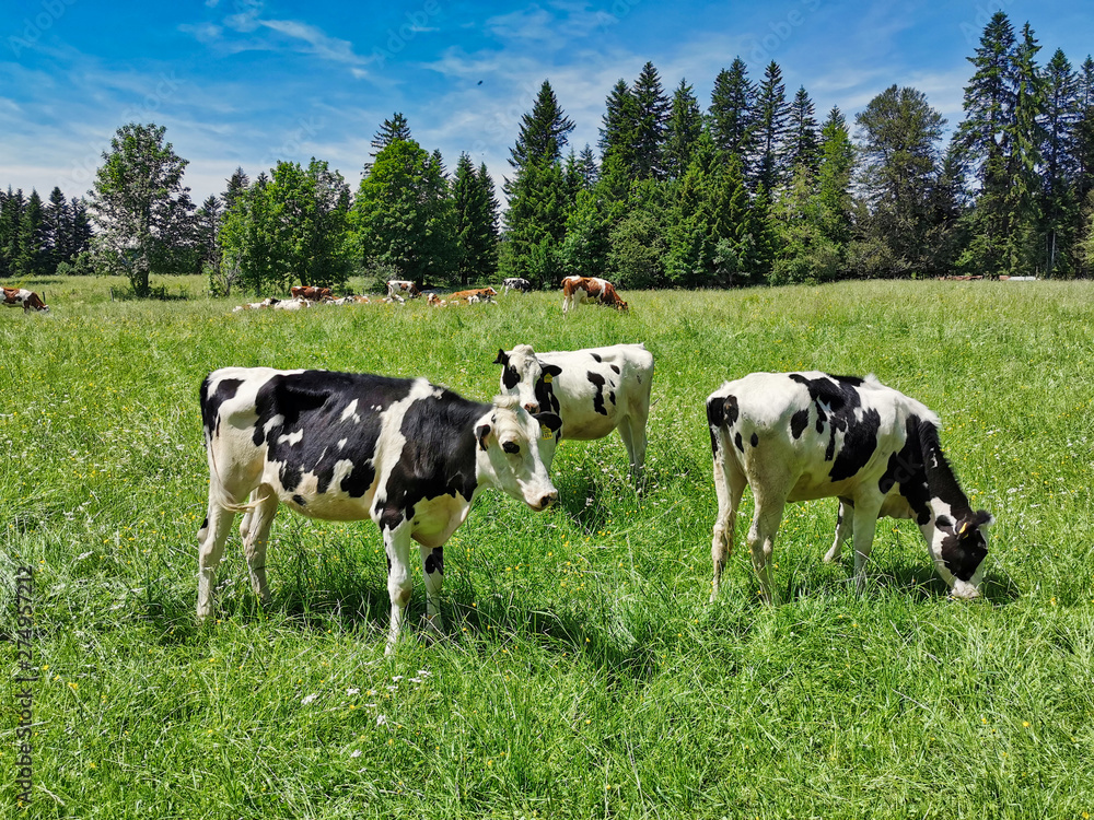 Jeunes vaches dans un pré l'été