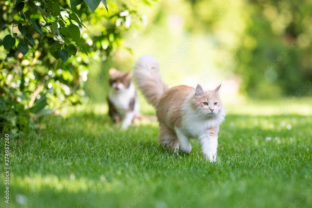 front view of a beige white maine coon cat with fluffy tail walking away from tabby british shorthair cat in the back yard on a sunny day