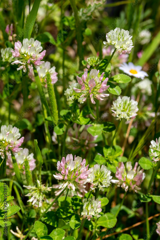 Clover (Trifolium pratense) grows and blooms in the meadow close-up Clover (Trifolium pratense) grows and blooms in the meadow close-up