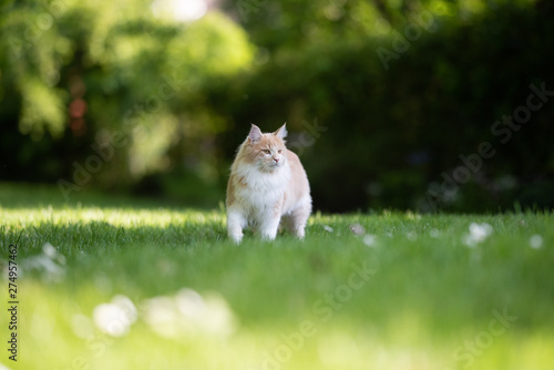beige white mainecoon cat walking on green grass in the back yard observing the garden on a sunny summer day