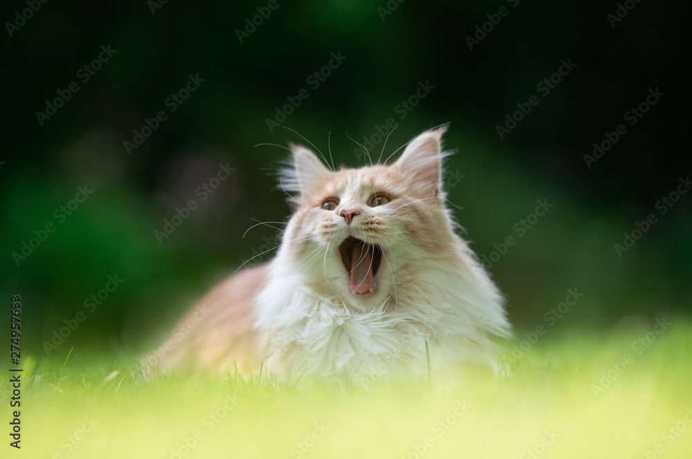 sequence of a fawn beige maine coon cat yawning outdoors in nature on a sunny day [2 of 8]