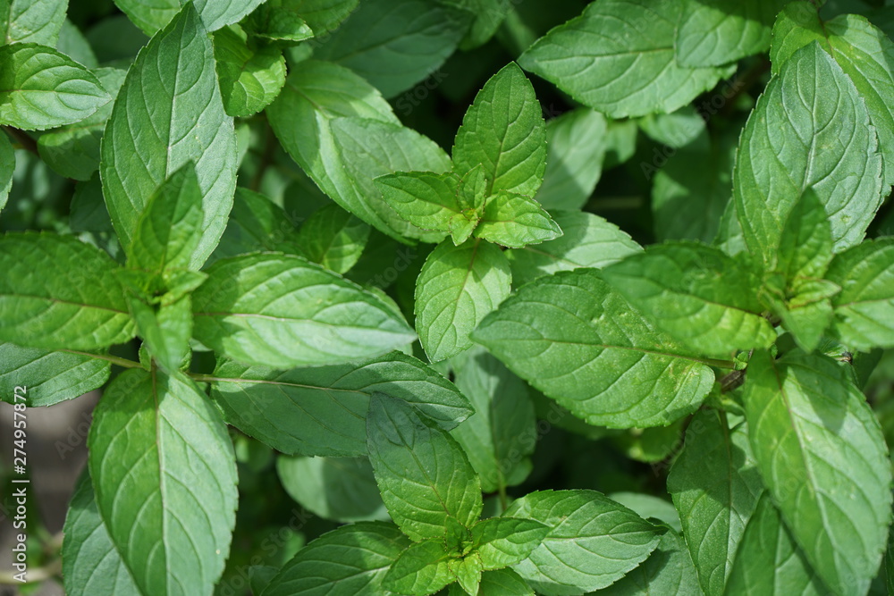 Fresh Mint Leaves in a Garden Fresh Mint Leaves in a Garden