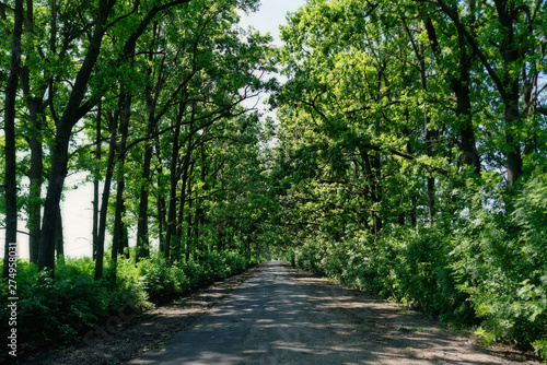 A road is surrounded by a lot of green trees in a forest. There are a lot of bushes around. The road has poor quality - asphalt is very old. The Sun is shining through trees.