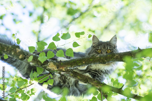 bottom up view of a young blue tabby maine coon cat balancing on branch of a birch tree looking down at camera on a sunny summer day