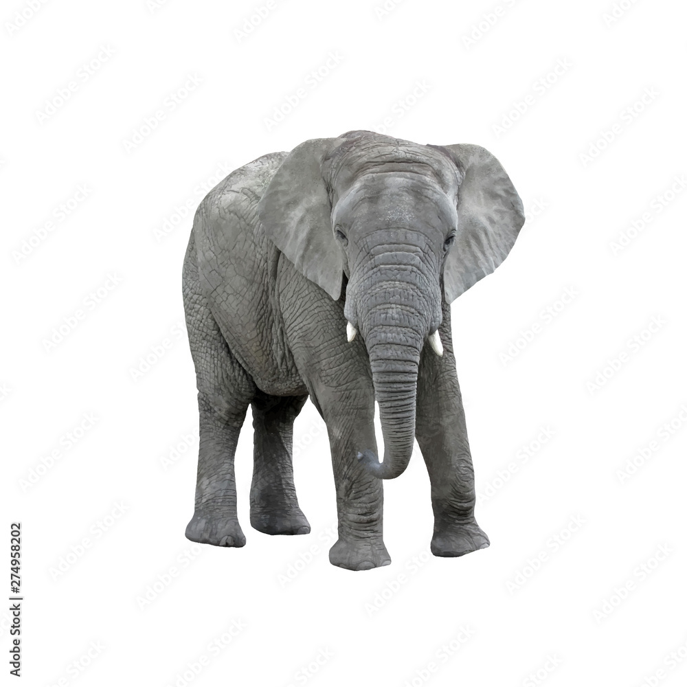 Fototapeta premium Big Elephant isolated on white background. Vector illustration.