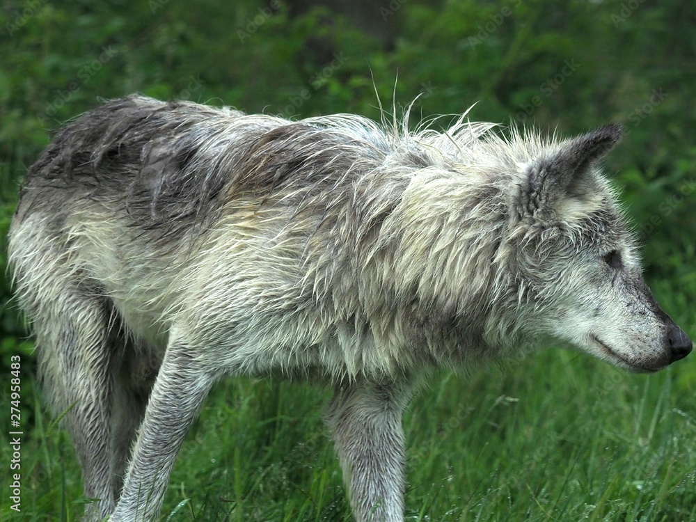 Fototapeta premium Bedfordshire, UK - June 2019 – Canadian Timber Wolf (Canis Lupus) (Grey Wolf) 
