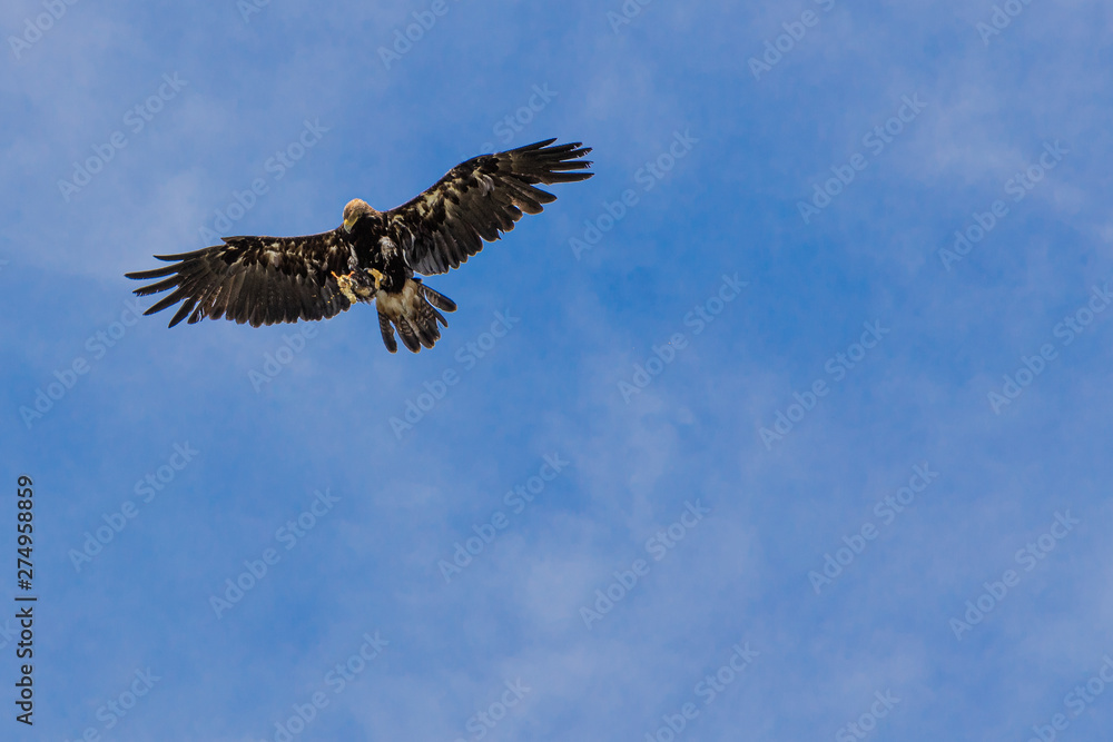 Obraz premium Raub Vogel mit ausgebreiteten Schwingen in Luft