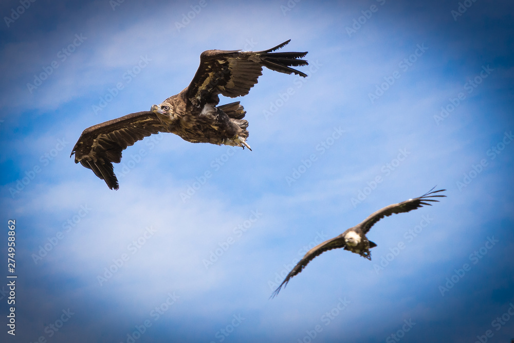 Obraz premium Weiss Kopf See Adler und Geier beim Flug am Himmel