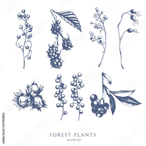 Vector collection of forest nuts and berries. Bramble, blueberry, hazelnut. Hand drawn sketch.