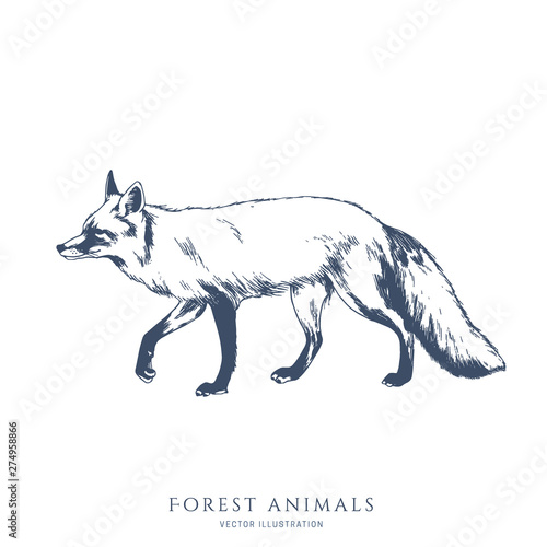 Walking fox monochrome hand drawn sketch. Wildlife vector illustration. Forest animal.